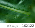 はっぱ