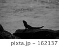 豪の野生３