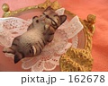 眠り猫
