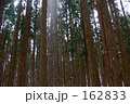 冬の杉林