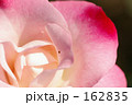 赤ピンクの薔薇