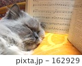 音楽ねこ 音楽ねこ