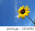 ひまわり