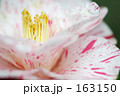 白ピンクの斑の椿