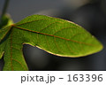 葉っぱ