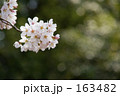 白い桜