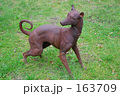 鉄の犬