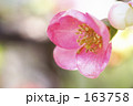 白ピンクの木瓜の花
