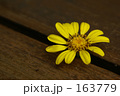 冬の黄色花