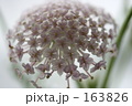 レースフラワー　２