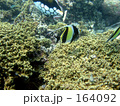 熱帯魚・角だし