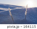 朝陽に輝く