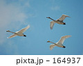 素材ナンバー 164937 : 「渡り鳥」