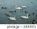 素材ナンバー 164941 : 「水辺の鳥たち」