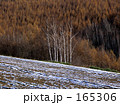 白樺と淡い雪