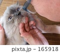愛され猫