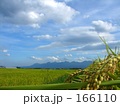 素材ナンバー 166110 : 「稲穂と青空」