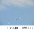 素材ナンバー 166111 : 「鳥と空」