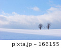 北海道美瑛町親子の木