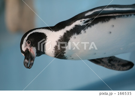ペンギン
