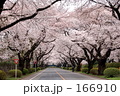 素材ナンバー 166910 : 「桜並木」
