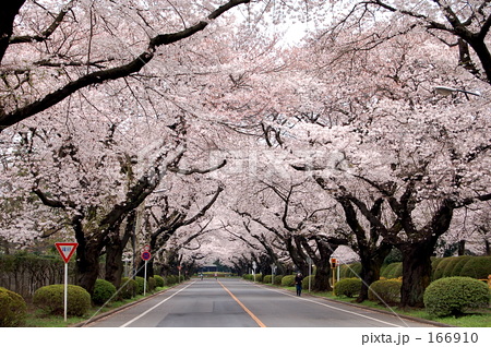 桜並木