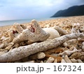 珊瑚