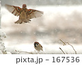 雪すずめ