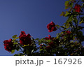 赤いバラと青空