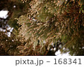 杉の木