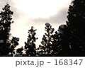 杉の木