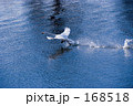 白鳥と鴨の湖