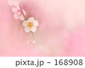 ウメ 01