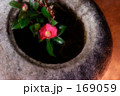 ツバキ 01