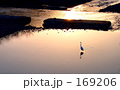 heron alone