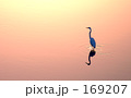 heron alone