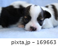 パピヨンの小犬