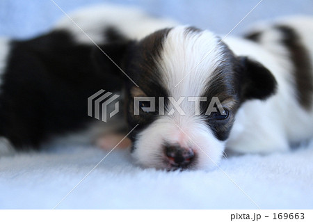 パピヨンの小犬 パピヨンの小犬