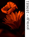 Dimorphotheca 3