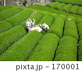 茶摘02