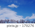 樹木と青空