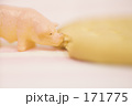 ビスケットを食べるブタさん