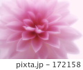 ダリア