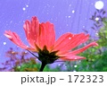 Snow flower