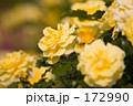 バラの花