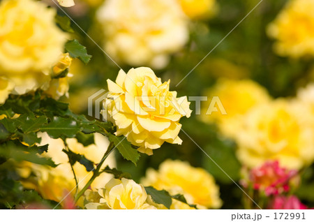バラの花