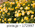 バラの花