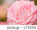 バラの花