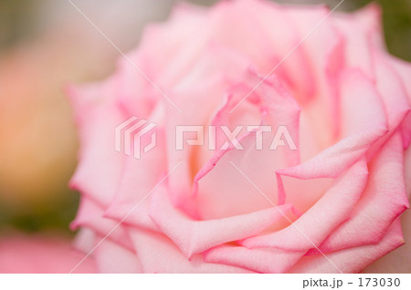 バラの花