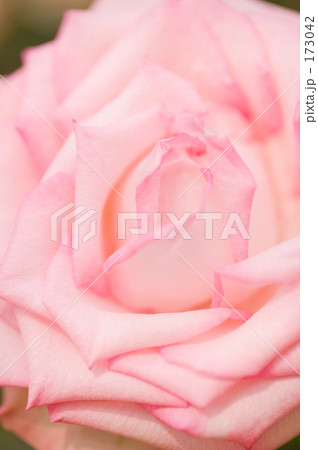 「バラの花」の写真素材 「バラの花」の写真素材